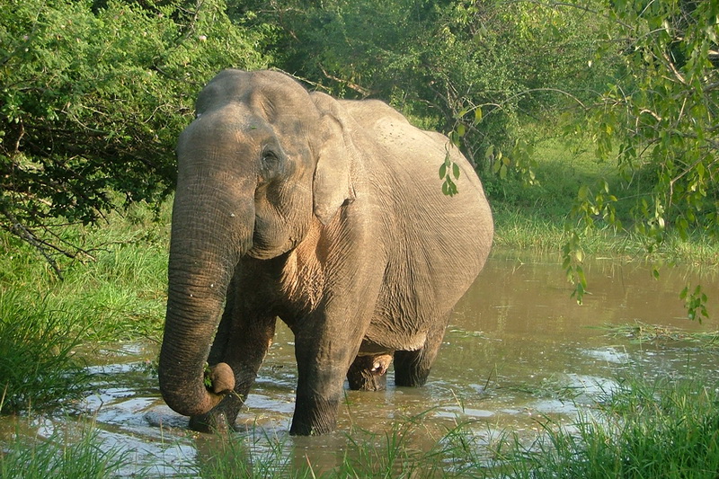 Sri Lanka, Yala National Park